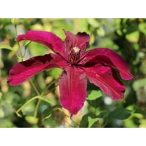 Clematis Huvi - Live Plant in a 4 Inch Growers Pot - Clematis 'Huvi' - Starter Plants Ready for The Garden - Beautiful Scarlet Flowering Vine
