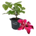 thumbnail image 1 of Clematis Huvi - Live Starter Plant in a 2 Inch Growers Pot - Starter Plants Ready for The Garden - Beautiful Scarlet Flowering Vine, 1 of 7