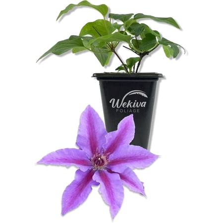 Clematis INES - Live Starter Plant in a 2 Inch Growers Pot - Starter Plants Ready for The Garden - Rare Clematis for Collectors