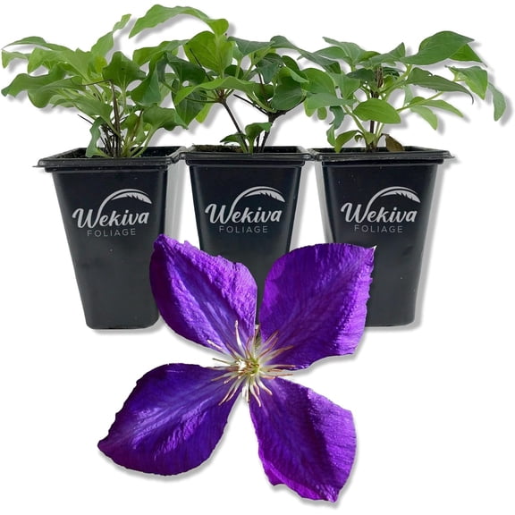 Clematis Jackmanii - 3 Live Starter Plants in 2 Inch Growers Pots - Starter Plants Ready for The Garden - Beautiful Violet Purple Flowering Vine