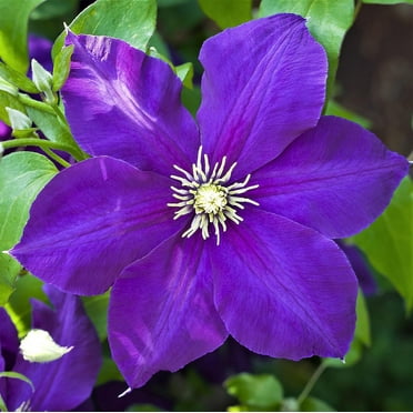 Clematis Jackmanii - Live Plant in a 4 Inch Growers Pot - Clematis 'Jackmanii' - Starter Plants Ready for The Garden - Beautiful Violet Purple Flowering Vine