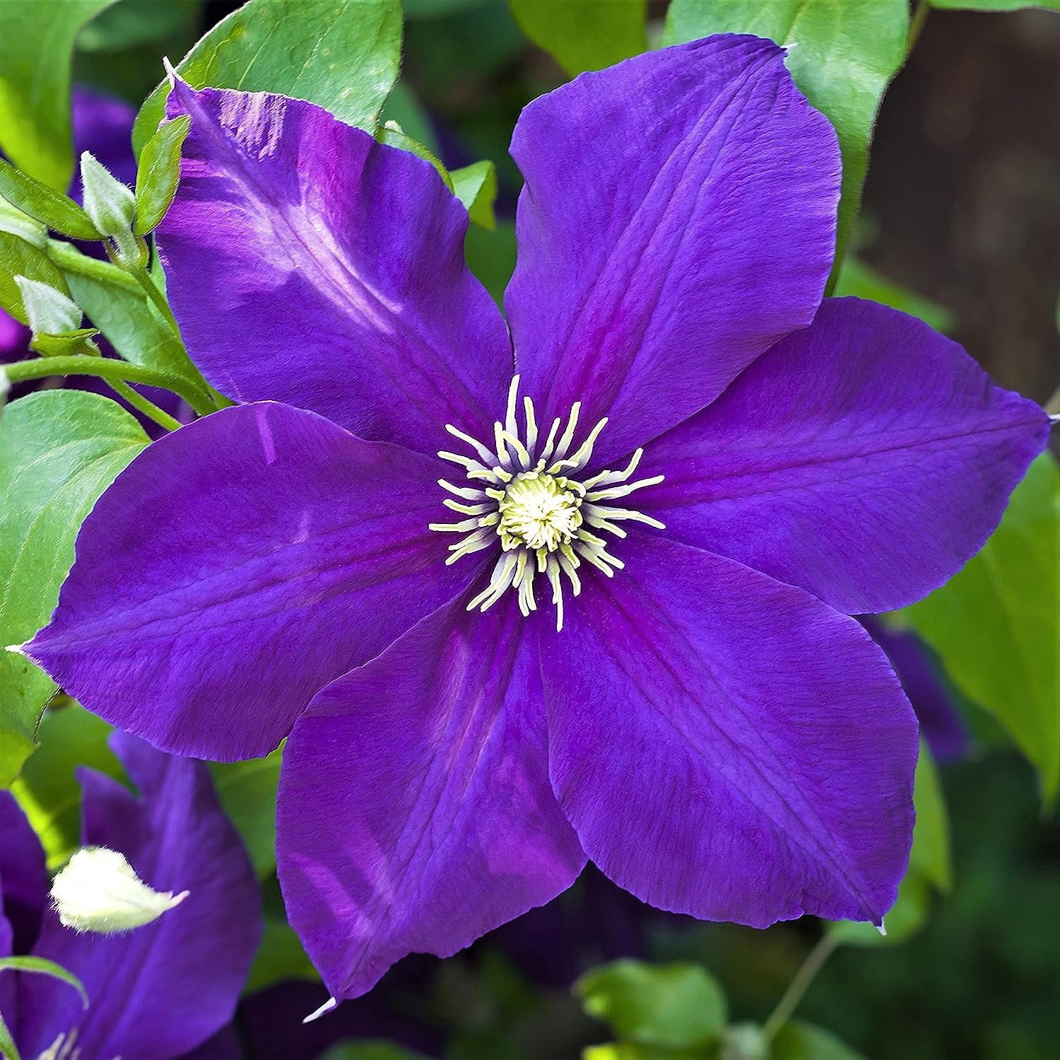 Clematis Jackmanii - 4 Inch Live Plant Ready for Garden, Beautiful ...