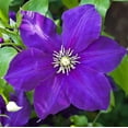 thumbnail image 1 of Clematis Jackmanii - Live Plant in a 4 Inch Growers Pot - Clematis 'Jackmanii' - Starter Plants Ready for The Garden - Beautiful Violet Purple Flowering Vine, 1 of 5