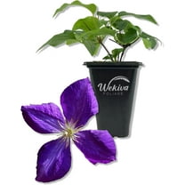 Clematis Jackmanii - Live Starter Plant in a 2 Inch Growers Pot - Starter Plants Ready for The Garden - Beautiful Violet Purple Flowering Vine