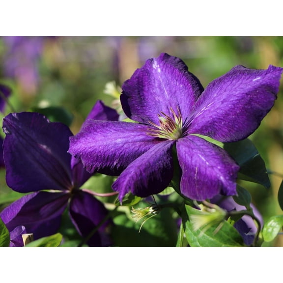 Clematis Jackmanii Superba - Live Plant in a 4 Inch Growers Pot - Clematis 'Jackmanii Superba' - Starter Plants Ready for The Garden - Beautiful Violet Purple Flowering Vine