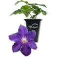 thumbnail image 1 of Clematis Jackmanii Superba - Live Starter Plant in a 2 Inch Growers Pot - Starter Plants Ready for The Garden - Beautiful Violet Purple Flowering Vine, 1 of 6