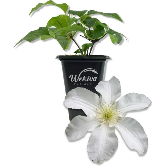 Clematis John Huxtable - Live Starter Plant in a 2 Inch Growers Pot - Starter Plants Ready for The Garden - Rare Clematis for Collectors