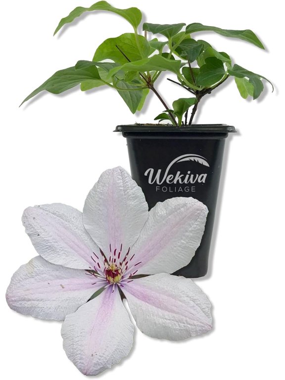 Clematis John Paul II - Live Starter Plant in a 2 Inch Growers Pot - Starter Plants Ready for The Garden - Beautiful White and Pink Flowering Vine
