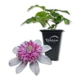 thumbnail image 1 of Clematis Josephine - Live Starter Plant in a 2 Inch Growers Pot - Starter Plants Ready for The Garden - Rare Clematis for Collectors, 1 of 7