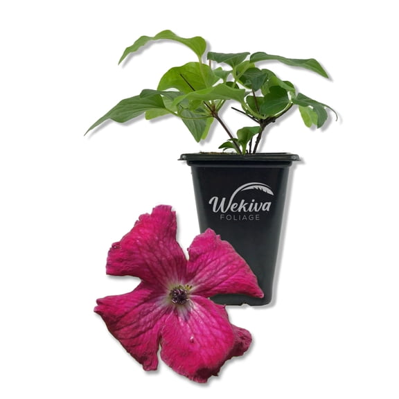 Clematis Kermesina - 1 Live Starter Plant - Bold Beautiful Velvety Classic Red Flowering Vine