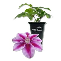 Clematis Kilian Donahue - Live Starter Plant in a 2 Inch Growers Pot - Starter Plants Ready for The Garden - Rare Clematis for Collectors
