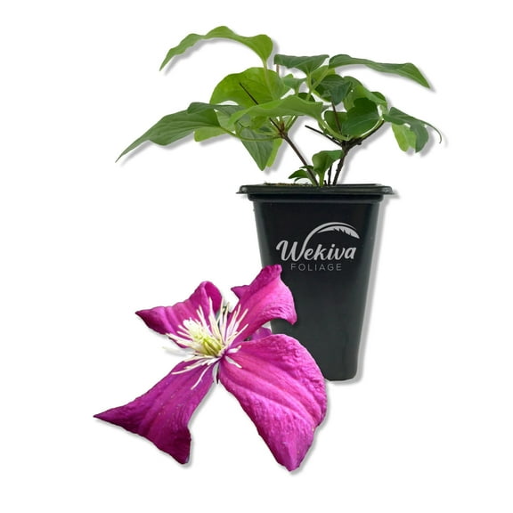 Clematis Madame Julia Correvon - Live Starter Plant in a 2 Inch Growers Pot - Starter Plants Ready for The Garden - Beautiful Maroon Flowering Vine