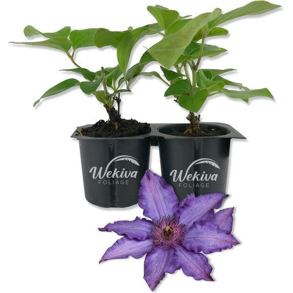 Clematis Marie Louise Jensen - 2 Live Starter Plants in 2 Inch Growers Pots - Starter Plants Ready for The Garden - Beautiful Purple Blue Flowering Vine