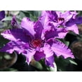 thumbnail image 1 of Clematis Marie Louise Jensen - Live Plant in a 4 Inch Growers Pot - Clematis 'Marie Louise Jensen' - Starter Plants Ready for The Garden - Beautiful Purple Blue Flowering Vine, 1 of 5