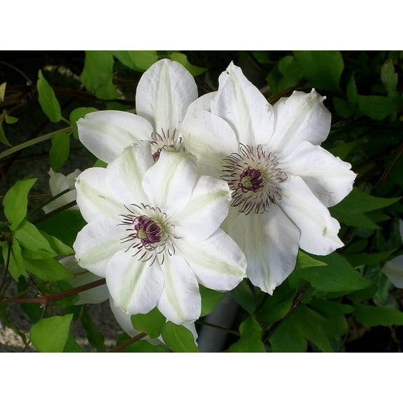 Clematis Miss Bateman - Live Plant in a 4 Inch Growers Pot - Clematis 'Miss Bateman' - Starter Plants Ready for The Garden - Beautiful White Flowering Vine