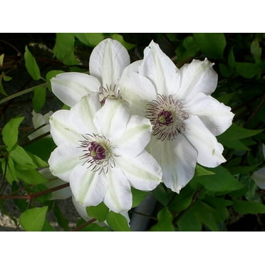 Clematis Miss Bateman - Live Plant in a 4 Inch Growers Pot - Clematis 'Miss Bateman' - Starter Plants Ready for The Garden - Beautiful White Flowering Vine