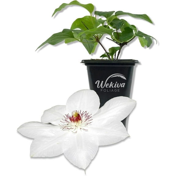 Clematis Miss Bateman - Live Starter Plant in a 2 Inch Growers Pot - Starter Plants Ready for The Garden - Beautiful White Flowering Vine