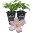 thumbnail image 1 of Clematis Montana Elizabeth - 2 Live Starter Plants in 2 Inch Growers Pots - Starter Plants Ready for The Garden - Rare Clematis for Collectors, 1 of 6