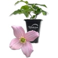 thumbnail image 1 of Clematis Montana Mayleen - Live Starter Plant in a 2 Inch Growers Pot - Starter Plants Ready for The Garden - Rare Clematis for Collectors, 1 of 6