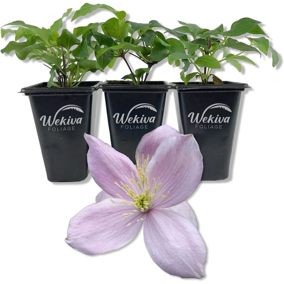 Clematis Montana Rubens - 3 Live Starter Plants in 2 Inch Growers Pots - Starter Plants Ready for The Garden - Rare Clematis for Collectors