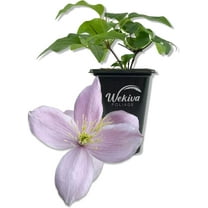 Clematis Montana Rubens - Live Starter Plant in a 2 Inch Growers Pot - Starter Plants Ready for The Garden - Rare Clematis for Collectors