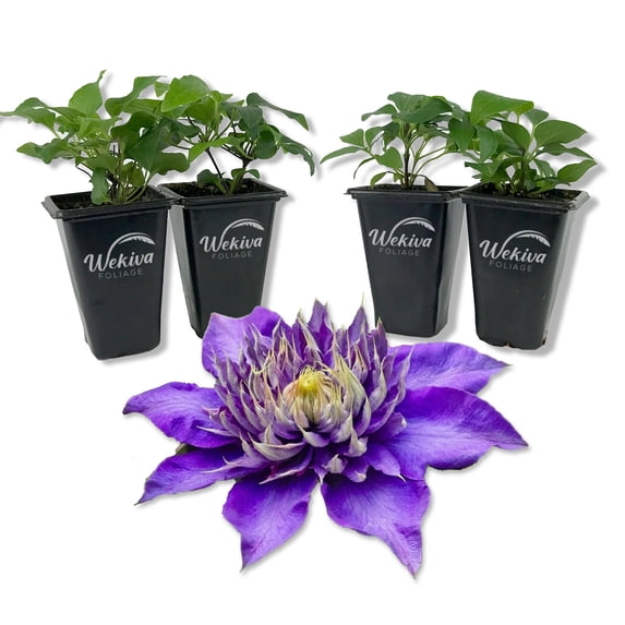 Clematis Multi Blue - 4 Live Starter Plants in 2 Inch Growers Pots - Starter Plants Ready for The Garden - Rare Clematis for Collectors