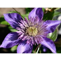 Clematis Multi Blue - Live Plant in a 4 Inch Growers Pot - Clematis 'Multi Blue' - Starter Plants Ready for The Garden - Beautiful Lavender Blue Flowering Vine