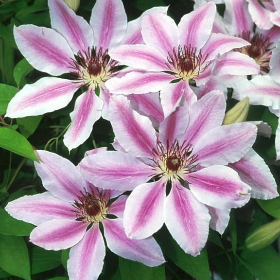 Clematis Nelly Moser - Live Plant in a 4 Inch Growers Pot - Bold and Beautiful Starter Flowering Vine Ready for The Garden