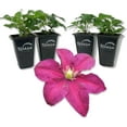 thumbnail image 1 of Clematis Niobe - 4 Live Starter Plants in 2 Inch Growers Pots - Starter Plants Ready for The Garden - Rare Clematis for Collectors, 1 of 6