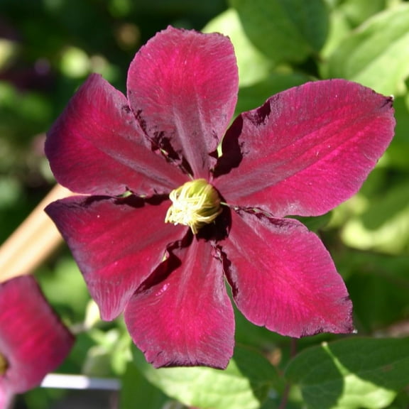 Clematis Niobe - Live Plant in a 4 Inch Growers Pot - Clematis 'Niobe' - Starter Plants Ready for The Garden - Bold and Beautiful Ruby Red Flowering Vine