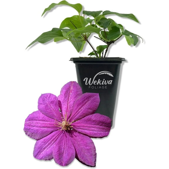 Clematis Perrins Pride - Live Starter Plant in a 2 Inch Growers Pot - Starter Plants Ready for The Garden - Rare Clematis for Collectors