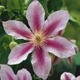 thumbnail image 1 of Clematis Piilu Little Duckling - Live Plant in a 4 Inch Growers Pot - Clematis Piilu Little Duckling - Starter Plants Ready for The Garden - Beautiful Violet and Pink Flowering Vine, 1 of 5