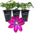 thumbnail image 1 of Clematis Pink Champagne - 3 Live Starter Plants in 2 Inch Growers Pots - Starter Plants Ready for The Garden - Rare Clematis for Collectors, 1 of 6