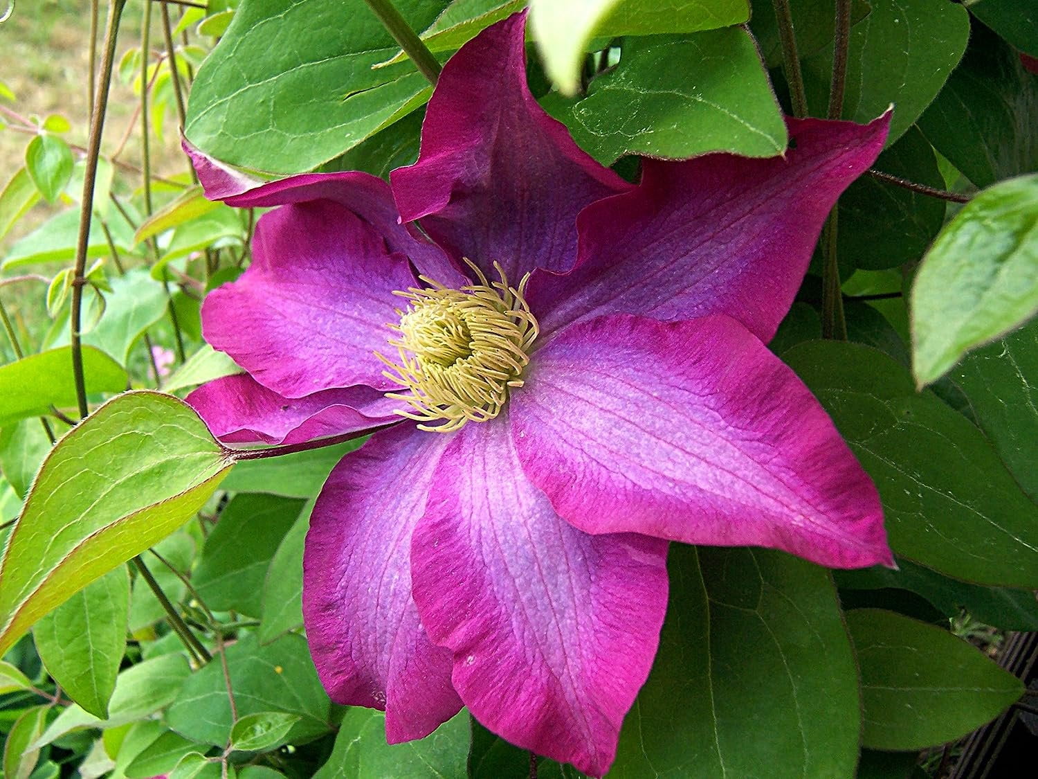 Clematis Pink Champagne 5 Live Plants in 4 Inch Growers Pots Clematis x 'Kakio' Starter