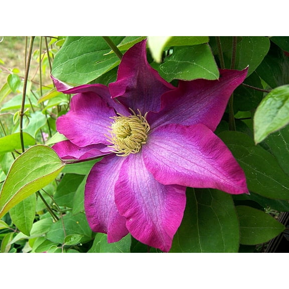 Clematis Pink Champagne - Live Plant in a 4 Inch Growers Pot - Clematis x 'Kakio' - Starter Plants Ready for The Garden - Beautiful Deep Pink Flowering Vine