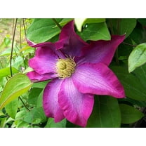 Clematis Pink Champagne - Live Plant in a 4 Inch Growers Pot - Clematis x 'Kakio' - Starter Plants Ready for The Garden - Beautiful Deep Pink Flowering Vine