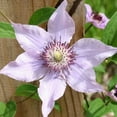 thumbnail image 1 of Clematis Pink Climador - 5 Live Plants in 4 Inch Growers Pots - Clematis 'Pink Climador' - Starter Plants Ready for The Garden - Beautiful Pink Flowering Vine, 1 of 1