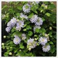 Clematis Plants Bulbs For Planting,Clematis Flowers,Clematis Root Pot