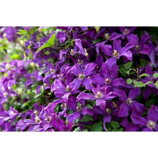 Clematis Polish Spirit Live Plants in 4 Inch Growers Pots Starter