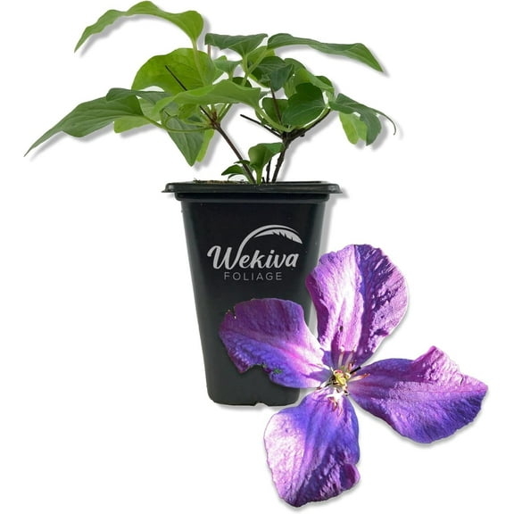 Clematis Polish Spirit - Live Starter Plant in a 2 Inch Growers Pot - Starter Plants Ready for The Garden - Rare Clematis for Collectors