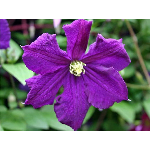Clematis Polish Spirit Vine - Rich Purple - Blue - 2.5" Pot