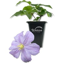Clematis Prince Charles - Live Starter Plant in a 2 Inch Growers Pot - Starter Plants Ready for The Garden - Rare Clematis for Collectors