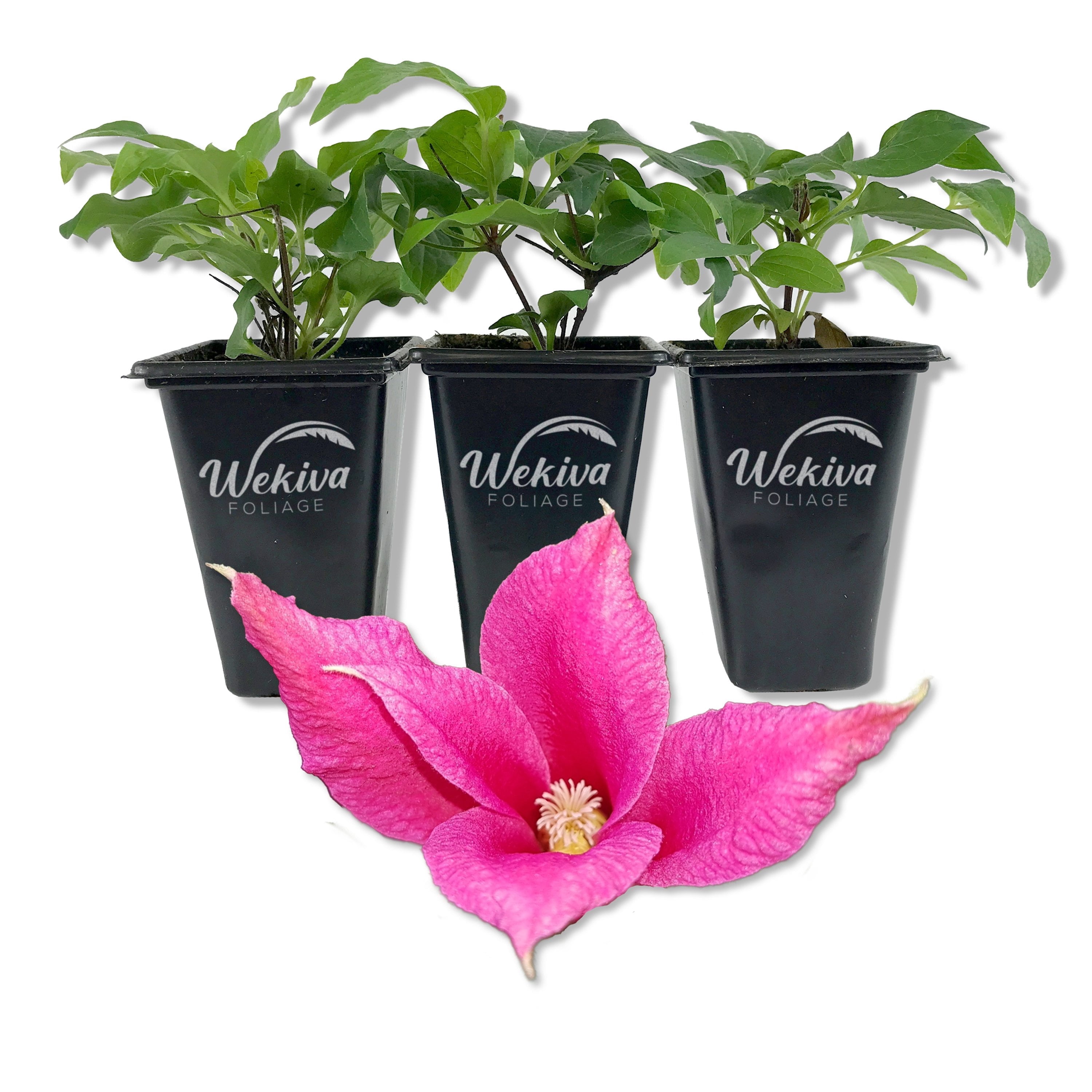 Wekiva Foliage Clematis Miss Bateman - Thumbnail 3