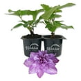 thumbnail image 1 of Clematis Proteus - 2 Live Starter Plants in 2 Inch Growers Pots - Starter Plants Ready for The Garden - Beautiful Lilac Flowering Vine, 1 of 7