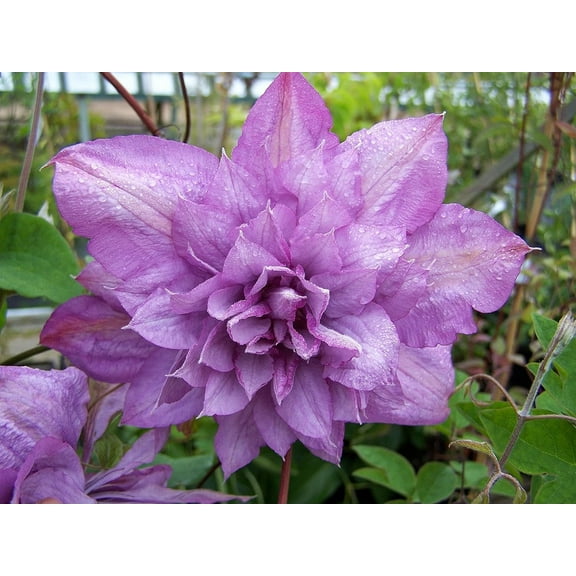Clematis Proteus - Live Plant in a 4 Inch Growers Pot - Clematis 'Proteus ' - Starter Plants Ready for The Garden - Beautiful Lilac Flowering Vine