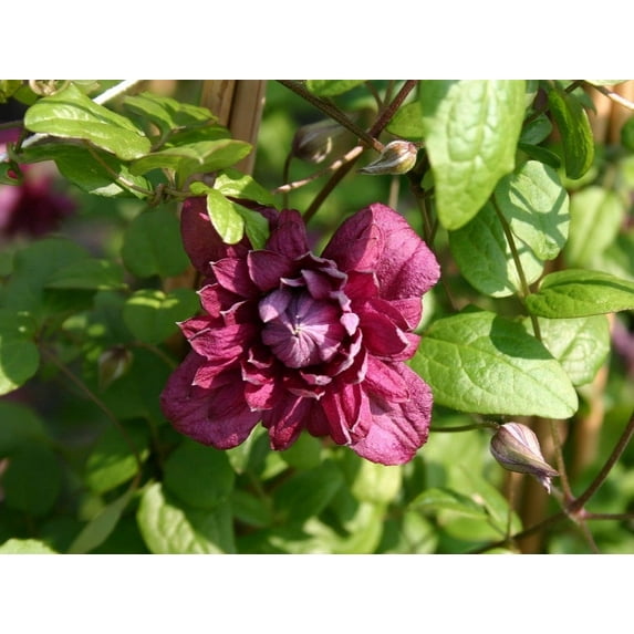 Clematis Purpurea Plenas Elegans - 5 Live Plants in 4 Inch Growers Pots - Clematis 'Purpurea Plenas Elegans' - Starter Plants Ready for The Garden - Beautiful Purple Flowering Vine