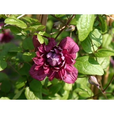 Clematis Purpurea Plenas Elegans - Live Plant in a 4 Inch Growers Pot - Clematis 'Purpurea Plenas Elegans' - Starter Plants Ready for The Garden - Beautiful Purple Flowering Vine
