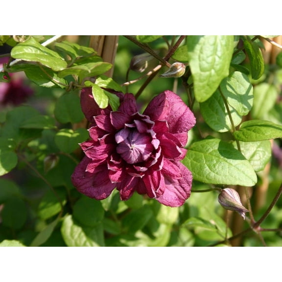 Clematis Purpurea Plenas Elegans - Live Plant in a 4 Inch Growers Pot - Clematis 'Purpurea Plenas Elegans' - Starter Plants Ready for The Garden - Beautiful Purple Flowering Vine