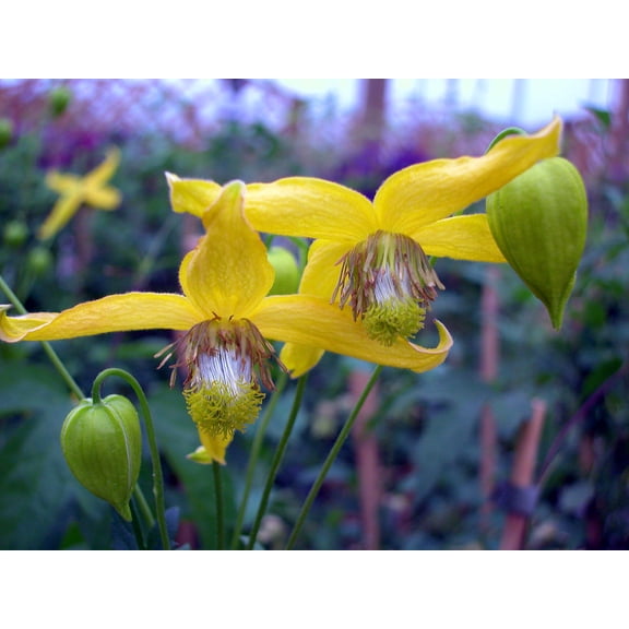 Clematis - Radar Love - 20 Seeds