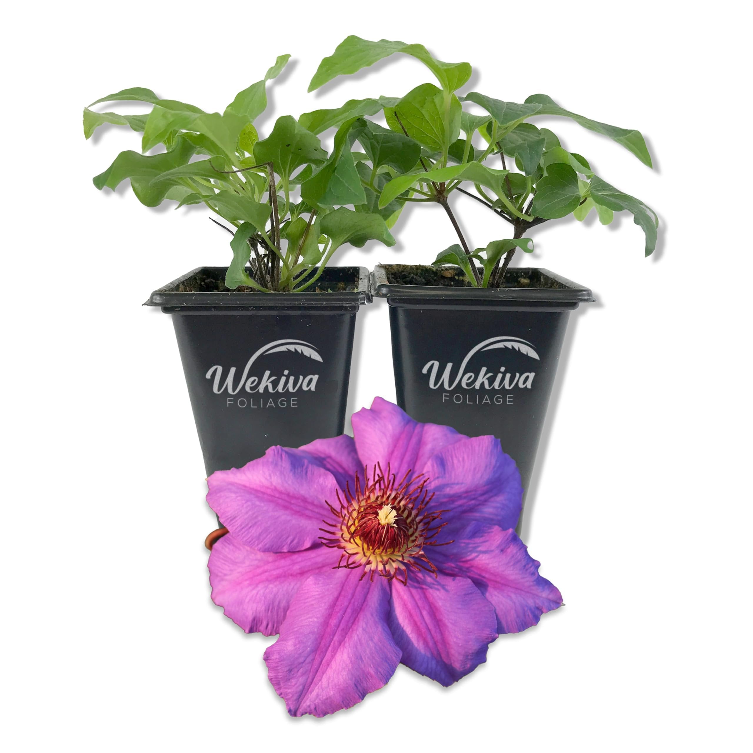 Clematis Ramona - 2 Live Starter Plants in 2 Inch Growers Pots ...